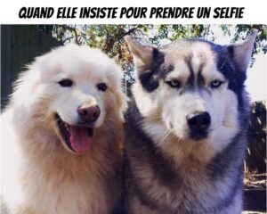 selfidog